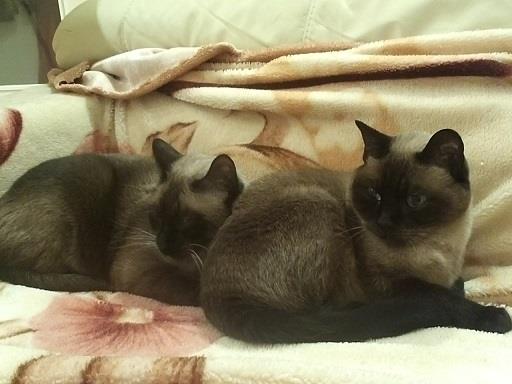 (Kheru y Khur), dos preciosos siameses buscan familia.
