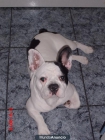 bulldog frances monta salamanca - mejor precio | unprecio.es