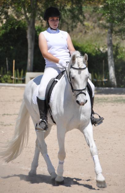 Caballo concursado en doma clasica