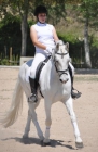 Caballo concursado en doma clasica - mejor precio | unprecio.es