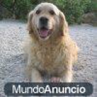 Cachoros nacidos en Tenerife - mejor precio | unprecio.es