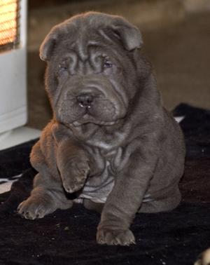 CACHORROS shar-pei azules