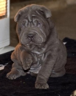 CACHORROS shar-pei azules - mejor precio | unprecio.es