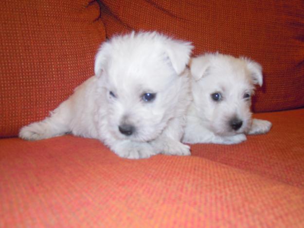 Cachorros westy pedigree particular