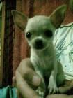 preicosos cachorros de chihuahua