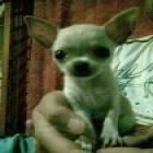 preicosos cachorros de chihuahua - mejor precio | unprecio.es