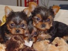 Pura raza Yorkshire Terrier cachorro - mejor precio | unprecio.es