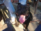 se ofrece macho stafforshire para monta solo pido cachorro a cambio. tiene pedigree LOE - mejor precio | unprecio.es