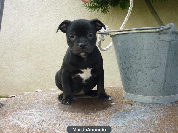 Staffordshire bull terrier, cachorritos en madrid, preciosos