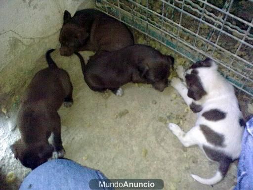 VENDO CACHORRAS DE PODENCO ANDALUZ-SUBBETICA CORDOBESA