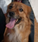 Perro hogareño - mejor precio | unprecio.es