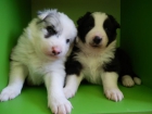 CACHORROS BORDER COLLIE - mejor precio | unprecio.es