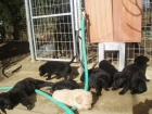 cachorros de labrador padres a la vista - mejor precio | unprecio.es