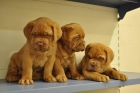 Cachorros dogo de burdeos - mejor precio | unprecio.es