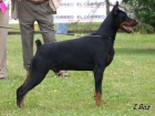 Camada Dobermann (Gandy Royal Bell x D¨Sua De Bertiz ) - mejor precio | unprecio.es