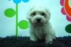 camadita de bichon maltes---cachorros cariñosos y atentos---con 2 mesecitos - mejor precio | unprecio.es