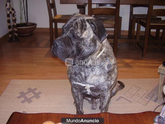 Excelentes Bullmastiff