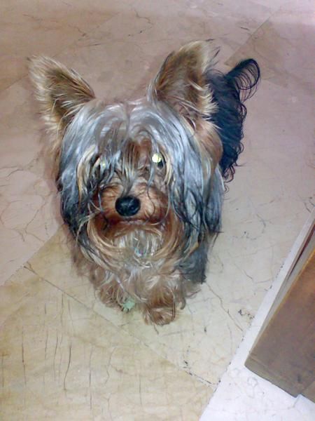 perro desaparecido
