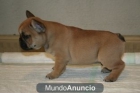 Preciosos bulldog frances Fawn de 2 meses con excelente pedigree. - mejor precio | unprecio.es