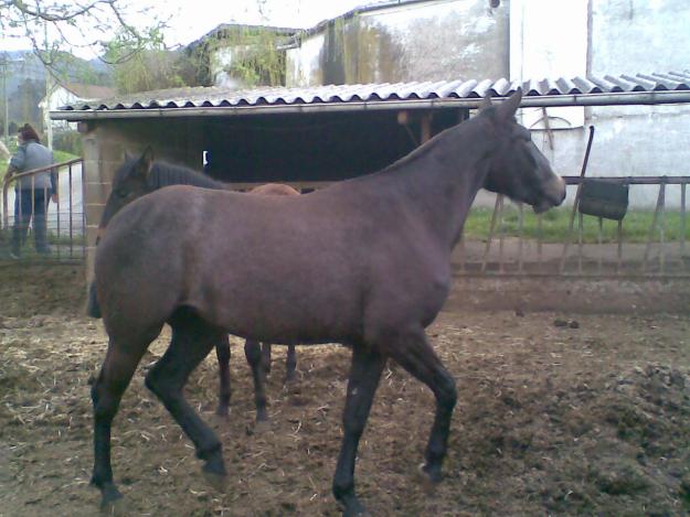 pura sangre lusitano