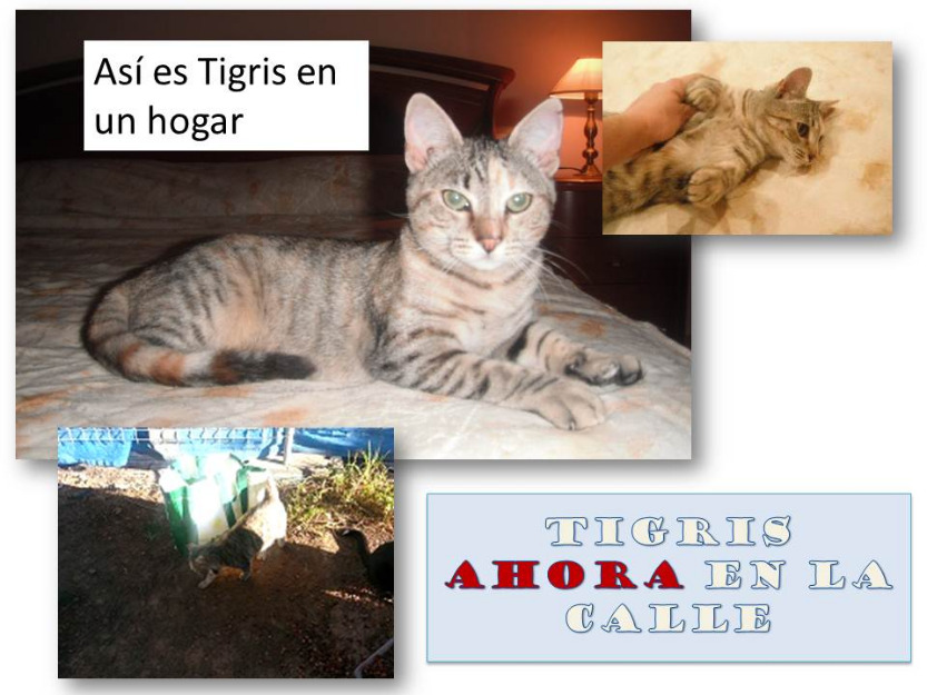 TIGRIS, gata atigrada que busca salir de la calle