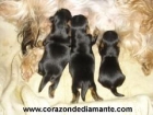 Yorkshire Terrier - mejor precio | unprecio.es