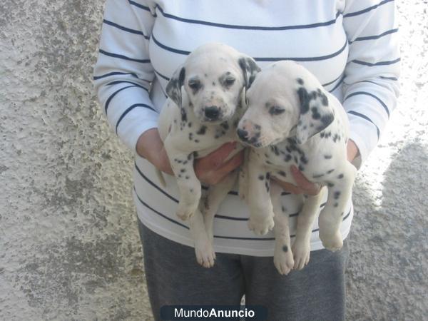 Vendo,Dalmatas de película,cachorros,un regalo.