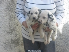 Vendo,Dalmatas de película,cachorros,un regalo. - mejor precio | unprecio.es