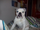 BULLDOG SEMENTAL - mejor precio | unprecio.es
