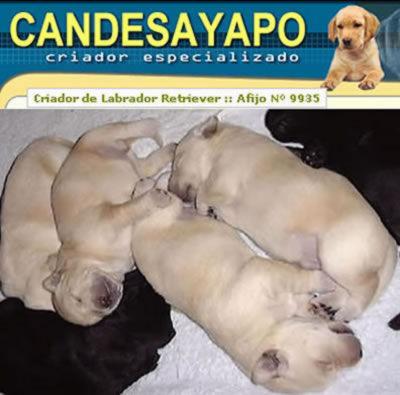 Cachorros de Labrador Retriever