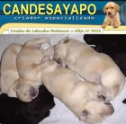 Cachorros de Labrador Retriever - mejor precio | unprecio.es