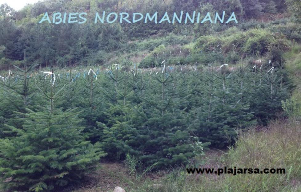 Christmas trees - arboles de navidad