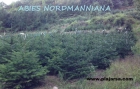 Christmas trees - arboles de navidad - mejor precio | unprecio.es