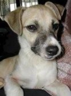 Nikelson, perro pequeño en adopción - mejor precio | unprecio.es