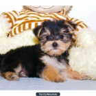 Regalo Un cachorro morkie - Granada - mejor precio | unprecio.es