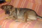 sara necesita ser adoptada - mejor precio | unprecio.es