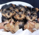 YORKSHIRE CACHORROS DE CALIDAD - mejor precio | unprecio.es