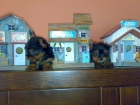 yorkshire terrier - mejor precio | unprecio.es