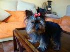 yorkshire terrier,alta selection,cachorro macho,linea coramonte ,650 euros - mejor precio | unprecio.es