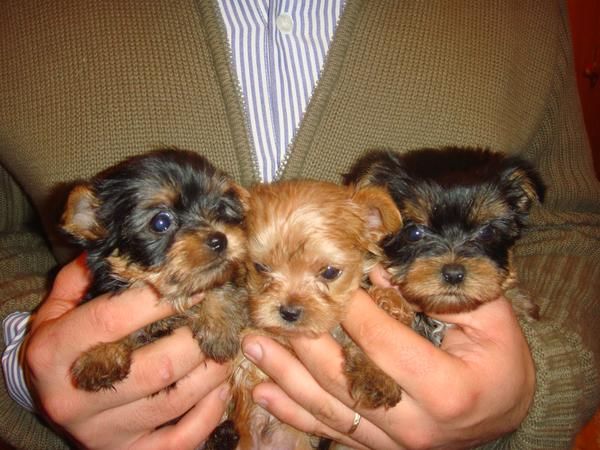 Yorkshire terrier enanos