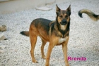 Adopta a Brenda - mejor precio | unprecio.es