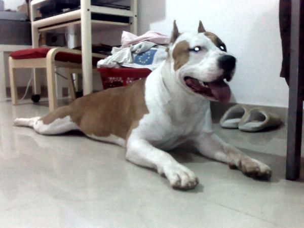american stanford ultimo cachorro macho