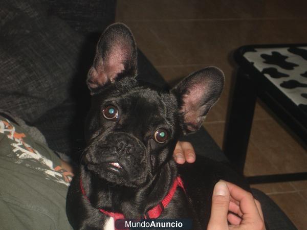 bulldog frances