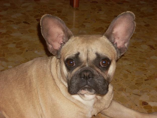 Bulldog Frances
