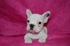 BULLDOG FRANCES CON PEDIGREE 480€ - mejor precio | unprecio.es