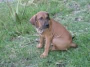 cachorro de fila brasileiro