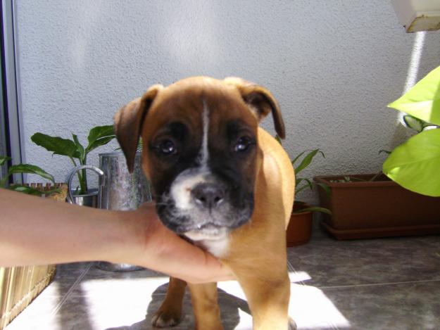 Cachorros Boxer