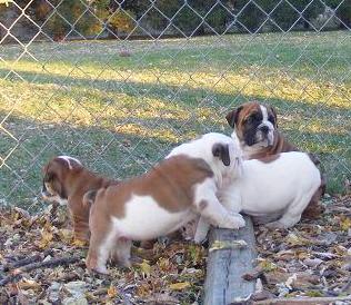 camada de Bulldogs Inglés en Valencia