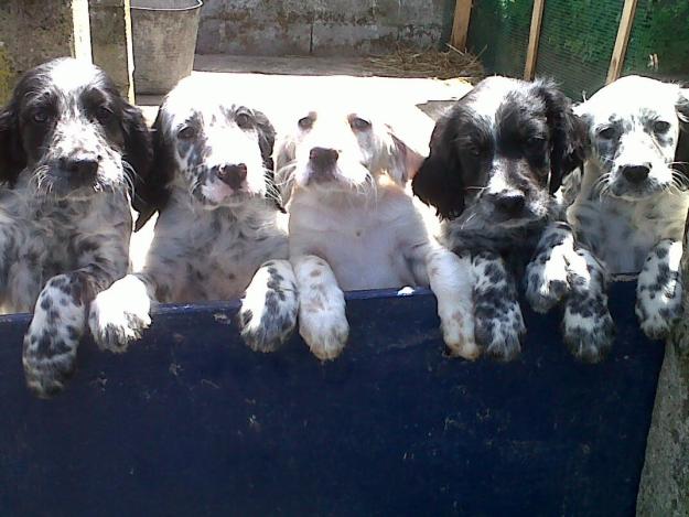 camada setter