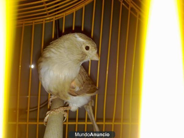 cambio canario por canaria